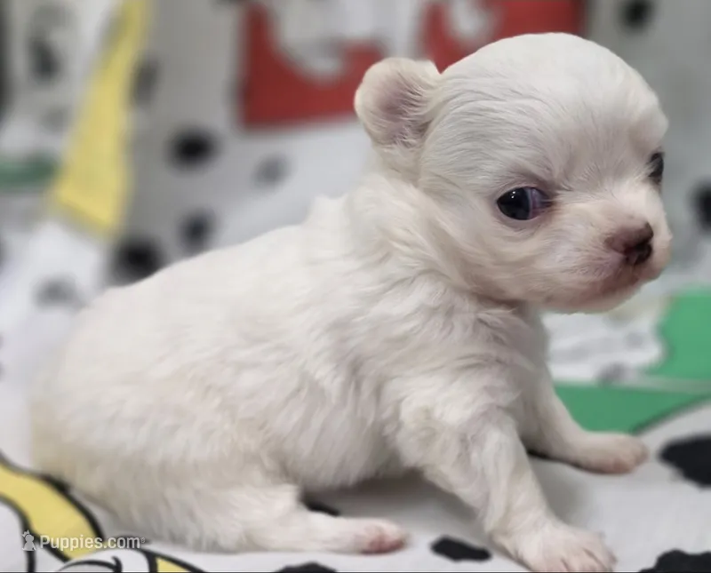 AKC Longcoat Thelma's Girl – Chihuahua puppy for sale in Canton, TX