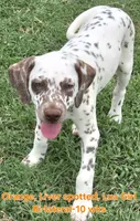 Dalmatian Orange Liver spotted Girl, Lua , a female Dalmatian for sale in Canton, TX – 4 of 10