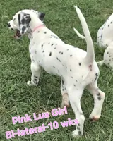 Dalmatian Pink Girl, Lua, a female Dalmatian for sale in Canton, TX – 7 of 10