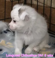 AKC Longcoat Chihuahua Girl , a female Chihuahua for sale in Canton, TX – 2 of 10