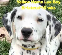 Dalmatian Yellow Boy, Lua, a male Dalmatian for sale in Canton, TX – 3 of 10