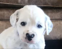 Dalmatian Longcoat Purple Girl,  Lua, a female Dalmatian for sale in Canton, TX – Photo 5 of 10