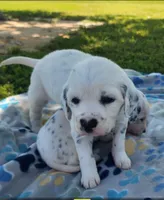 Dalmatian Longcoat Purple Girl,  Lua, a female Dalmatian for sale in Canton, TX – Photo 6 of 10