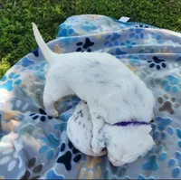 Dalmatian Longcoat Purple Girl,  Lua, a female Dalmatian for sale in Canton, TX – Photo 4 of 10