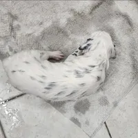 Dalmatian Longcoat Purple Girl,  Lua, a female Dalmatian for sale in Canton, TX – Photo 8 of 10