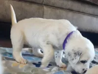 Dalmatian Longcoat Purple Girl,  Lua, a female Dalmatian for sale in Canton, TX – Photo 7 of 10