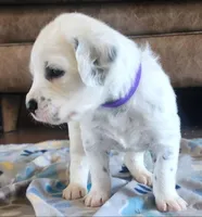 Dalmatian Longcoat Purple Girl,  Lua, a female Dalmatian for sale in Canton, TX – Photo 3 of 10