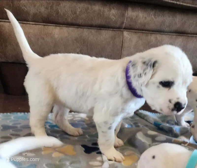Dalmatian Longcoat Purple Girl,  Lua – Dalmatian puppy for sale in Canton, TX