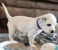 Dalmatian Longcoat Purple Girl,  Lua, a female Dalmatian for sale in Canton, TX – Photo 1 of 10