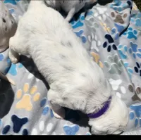 Dalmatian Longcoat Purple Girl,  Lua, a female Dalmatian for sale in Canton, TX – Photo 2 of 10