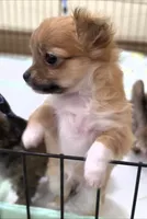 AKC Longcoat Chihuahua Girl , a female Chihuahua for sale in Canton, TX – 2 of 10