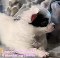 AKC Longcoat Chihuahua Girl , a female Chihuahua for sale in Canton, TX – 2 of 10