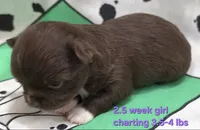 AKC LONGCOAT PURPLE GIRL , a female Chihuahua for sale in Canton, TX – 3 of 9