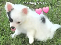 AKC Longcoat Chihuahua Girl , a female Chihuahua for sale in Canton, TX – 4 of 10