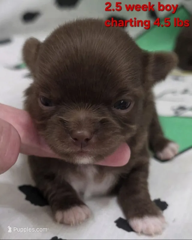 AKC LONGCOAT CHIHUAHUA RED BOY  – Chihuahua puppy for sale in Canton, TX