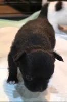 AKC Longcoat Chihuahua Girl , a female Chihuahua for sale in Canton, TX – 3 of 10