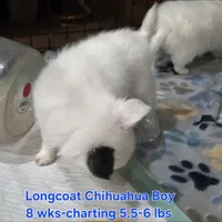 AKC Longcoat Chihuahua white boy, a male Chihuahua for sale in Canton, TX – 8 of 10