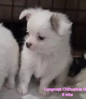 AKC Longcoat Chihuahua Girl , a female Chihuahua for sale in Canton, TX – 7 of 10