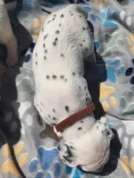 Dalmatian Brown Boy, a male Dalmatian for sale in Canton, TX – Photo 5 of 10