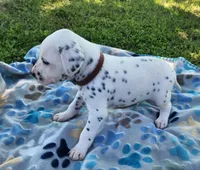 Dalmatian Brown Boy, a male Dalmatian for sale in Canton, TX – Photo 6 of 10