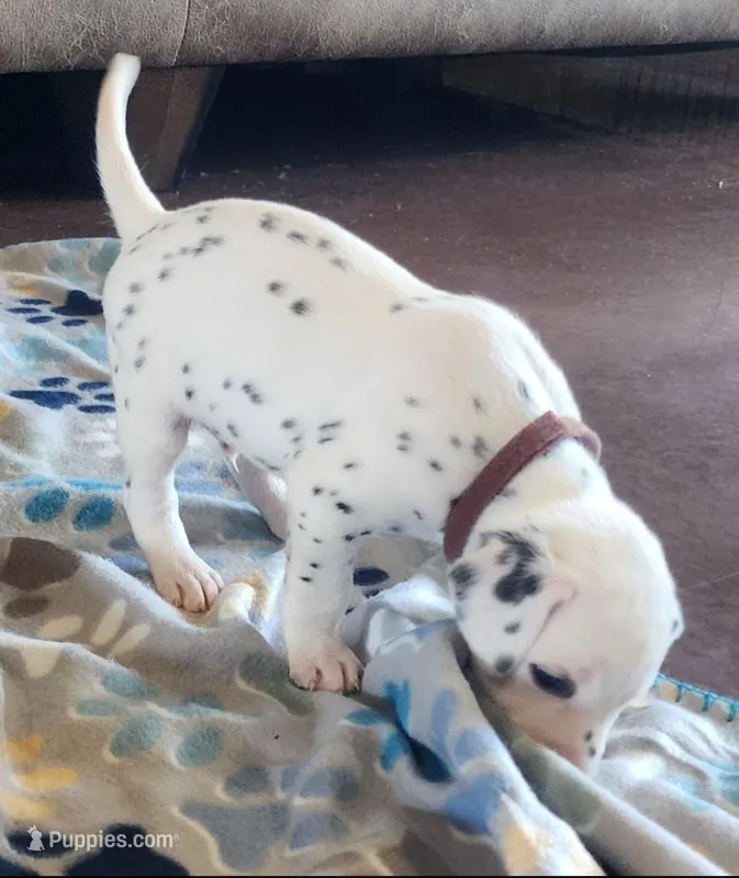 Dalmatian Brown Boy – Dalmatian puppy for sale in Canton, TX