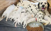 Dalmatian Brown Boy, a male Dalmatian for sale in Canton, TX – Photo 8 of 10