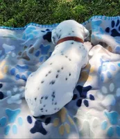 Dalmatian Brown Boy, a male Dalmatian for sale in Canton, TX – Photo 7 of 10