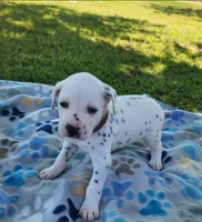 Dalmatian Brown Boy, a male Dalmatian for sale in Canton, TX – Photo 2 of 10