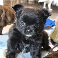 AKC Longcoat chihuahua boy , a male Chihuahua for sale in Canton, TX – 9 of 9