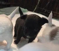 AKC Longcoat Black Boy, a male Chihuahua for sale in Canton, TX – 5 of 10