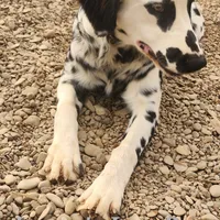 Lucy's Longcoat Lua Boy, a male Dalmatian for sale in Canton, TX – Photo 8 of 10