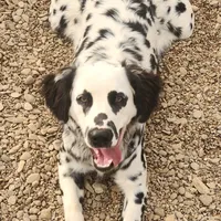Lucy's Longcoat Lua Boy, a male Dalmatian for sale in Canton, TX – Photo 3 of 10