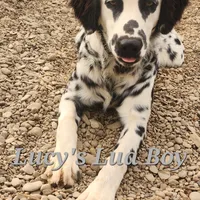 Lucy's Longcoat Lua Boy, a male Dalmatian for sale in Canton, TX – Photo 7 of 10