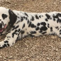 Lucy's Longcoat Lua Boy, a male Dalmatian for sale in Canton, TX – Photo 6 of 10