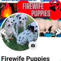 Lucy's Longcoat Lua Boy, a male Dalmatian for sale in Canton, TX – Photo 9 of 10