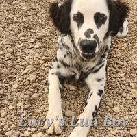 Lucy's Longcoat Lua Boy, a male Dalmatian for sale in Canton, TX – Photo 5 of 10