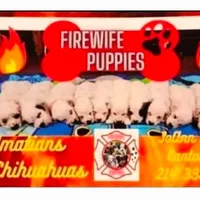 Lucy's Longcoat Lua Boy, a male Dalmatian for sale in Canton, TX – Photo 10 of 10