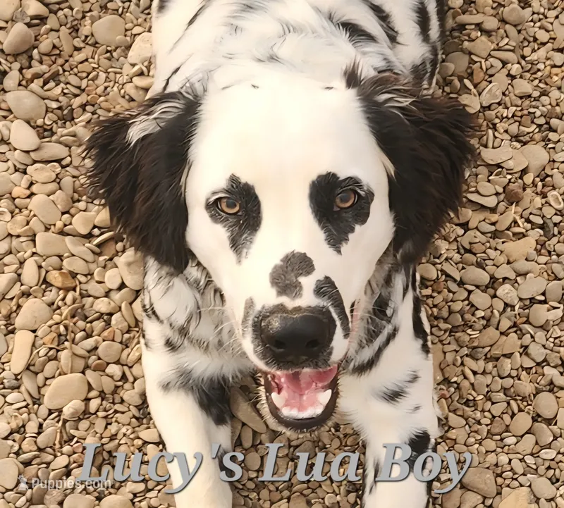 Lucy's Longcoat Lua Boy