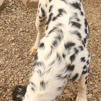 Lucy's Longcoat Lua Boy, a male Dalmatian for sale in Canton, TX – Photo 4 of 10