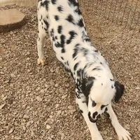 Lucy's Longcoat Lua Boy, a male Dalmatian for sale in Canton, TX – Photo 2 of 10