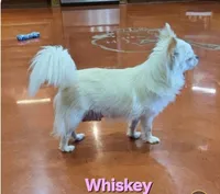 Longcoat Chihuahua Boy , a male Chihuahua for sale in Canton, TX – 8 of 10