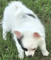 AKC Longcoat Chihuahua Girl , a female Chihuahua for sale in Canton, TX – 2 of 10