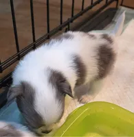 AKC Longcoat Boy , a male Chihuahua for sale in Canton, TX – 2 of 10