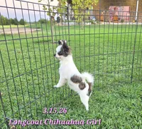 AKC Longcoat Girl Chihuahua , a female Chihuahua for sale in Canton, TX – 6 of 10