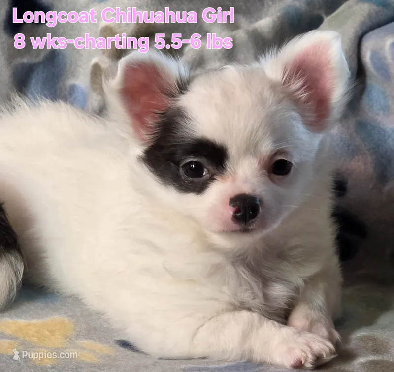 AKC Longcoat Chihuahua Girl  – Chihuahua puppy for sale in Canton, TX