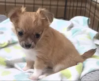 AKC Longcoat Chihuahua Girl , a female Chihuahua for sale in Canton, TX – 3 of 10
