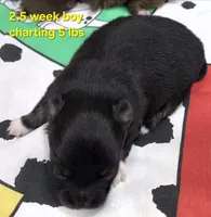AKC LONGCOAT YELLOW BOY, a male Chihuahua for sale in Canton, TX – 6 of 9