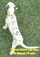 Dalmatian Yellow Boy, Lua, a male Dalmatian for sale in Canton, TX – 5 of 10