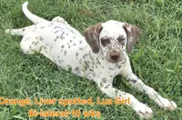 Dalmatian Orange Liver spotted Girl, Lua , a female Dalmatian for sale in Canton, TX – 7 of 10