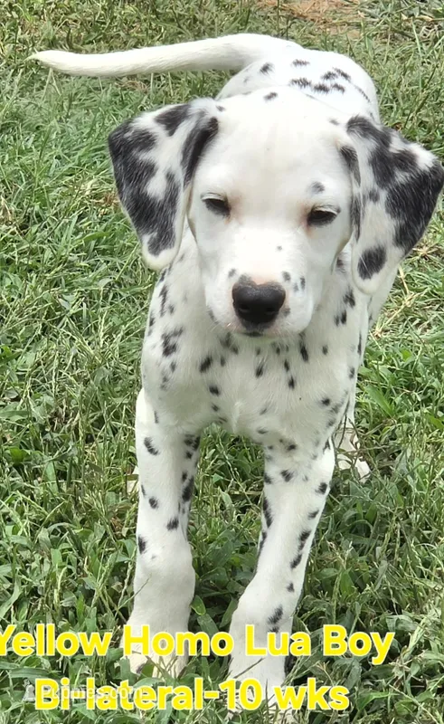 Dalmatian Yellow Boy, Lua – Dalmatian puppy for sale in Canton, TX